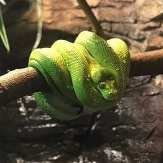 Chattanooga Zoo logo