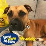 Bow Wow Meow logo