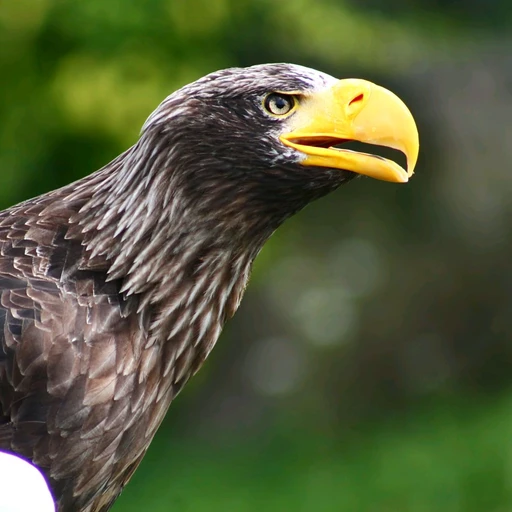 Eagle Heights Wildlife Foundation logo