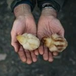 Pipers Farm logo