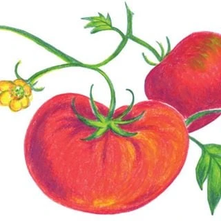 Grow Organic logo