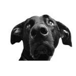 Perkie Prints logo